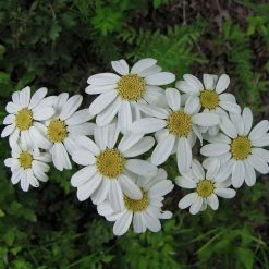 FuturePlanter Straussblütige Margerite (Tanacetum Corymbosum)
