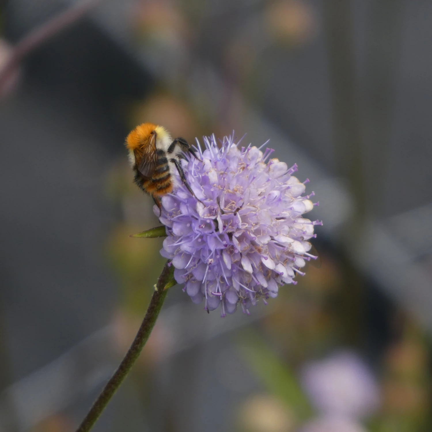 FuturePlanter Teufelsabbiss (Succisa Pratensis) Alle Pflanzen Im Shop 3 FuturePlanter Teufelsabbiss (Succisa Pratensis) Alle Pflanzen Im Shop