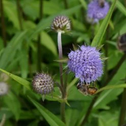 FuturePlanter Teufelsabbiss (Succisa Pratensis) Alle Pflanzen Im Shop 10 FuturePlanter Teufelsabbiss (Succisa Pratensis) Alle Pflanzen Im Shop