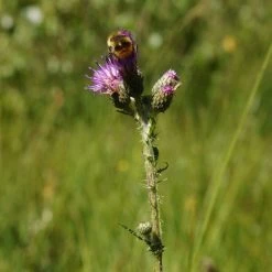 FuturePlanter Alle Pflanzen Im Shop Sumpf-Kratzdistel (Cirsium Palustre) 15 FuturePlanter Alle Pflanzen Im Shop Sumpf-Kratzdistel (Cirsium Palustre)