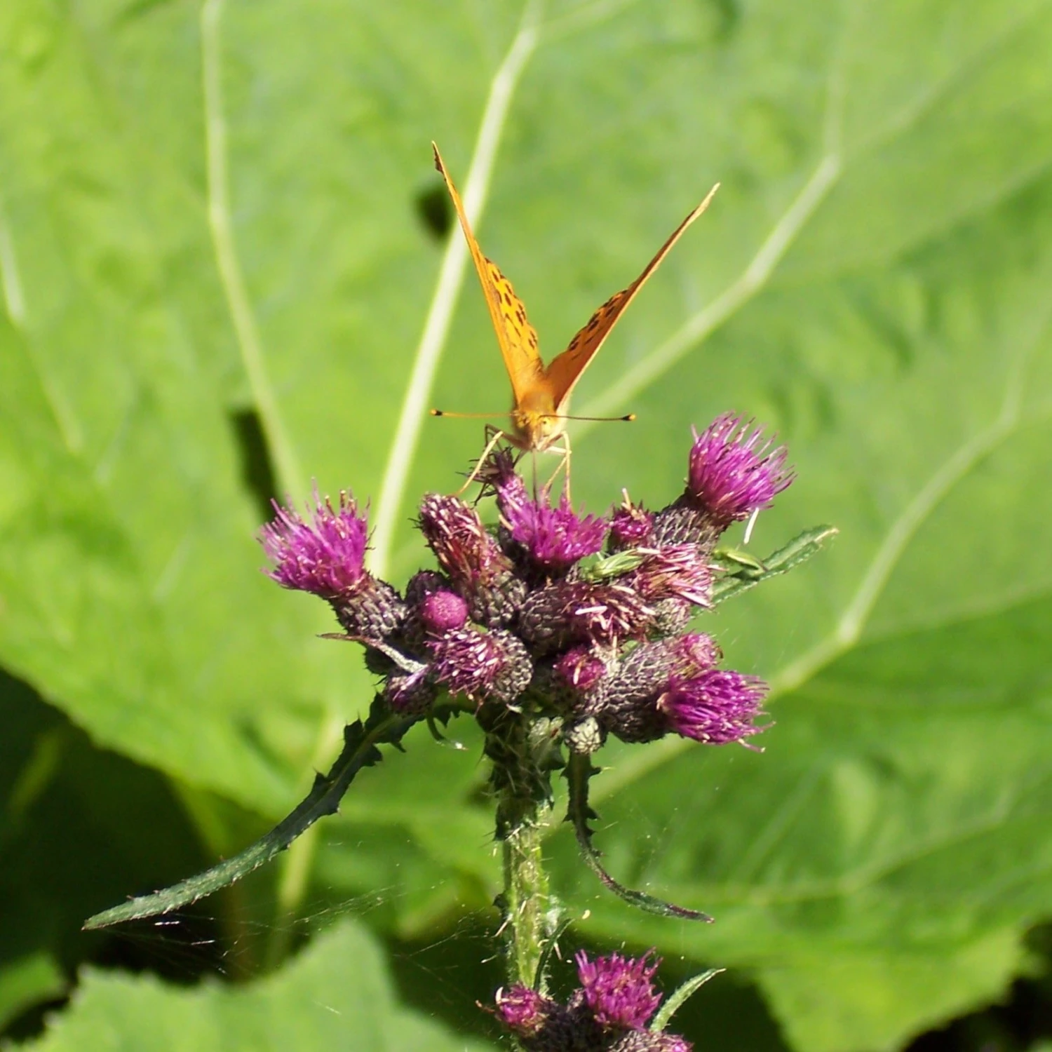 FuturePlanter Alle Pflanzen Im Shop Sumpf-Kratzdistel (Cirsium Palustre) 5 FuturePlanter Alle Pflanzen Im Shop Sumpf-Kratzdistel (Cirsium Palustre)