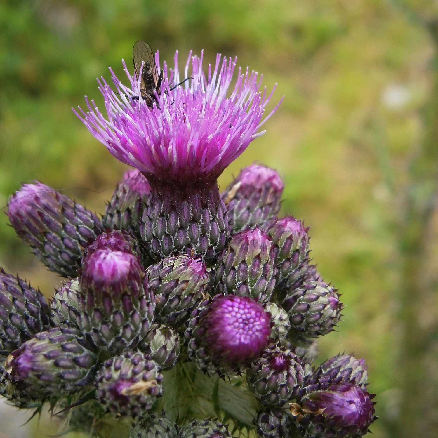 FuturePlanter Alle Pflanzen Im Shop Sumpf-Kratzdistel (Cirsium Palustre) 3 FuturePlanter Alle Pflanzen Im Shop Sumpf-Kratzdistel (Cirsium Palustre)