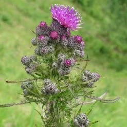 FuturePlanter Alle Pflanzen Im Shop Sumpf-Kratzdistel (Cirsium Palustre) 14 FuturePlanter Alle Pflanzen Im Shop Sumpf-Kratzdistel (Cirsium Palustre)