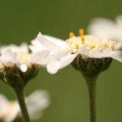 FuturePlanter Alle Pflanzen Im Shop Sumpf-Schafgarbe (Achillea Ptarmica)