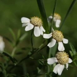 FuturePlanter Alle Pflanzen Im Shop Sumpf-Schafgarbe (Achillea Ptarmica)