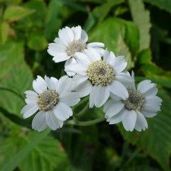 FuturePlanter Alle Pflanzen Im Shop Sumpf-Schafgarbe (Achillea Ptarmica)