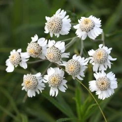 FuturePlanter Alle Pflanzen Im Shop Sumpf-Schafgarbe (Achillea Ptarmica)