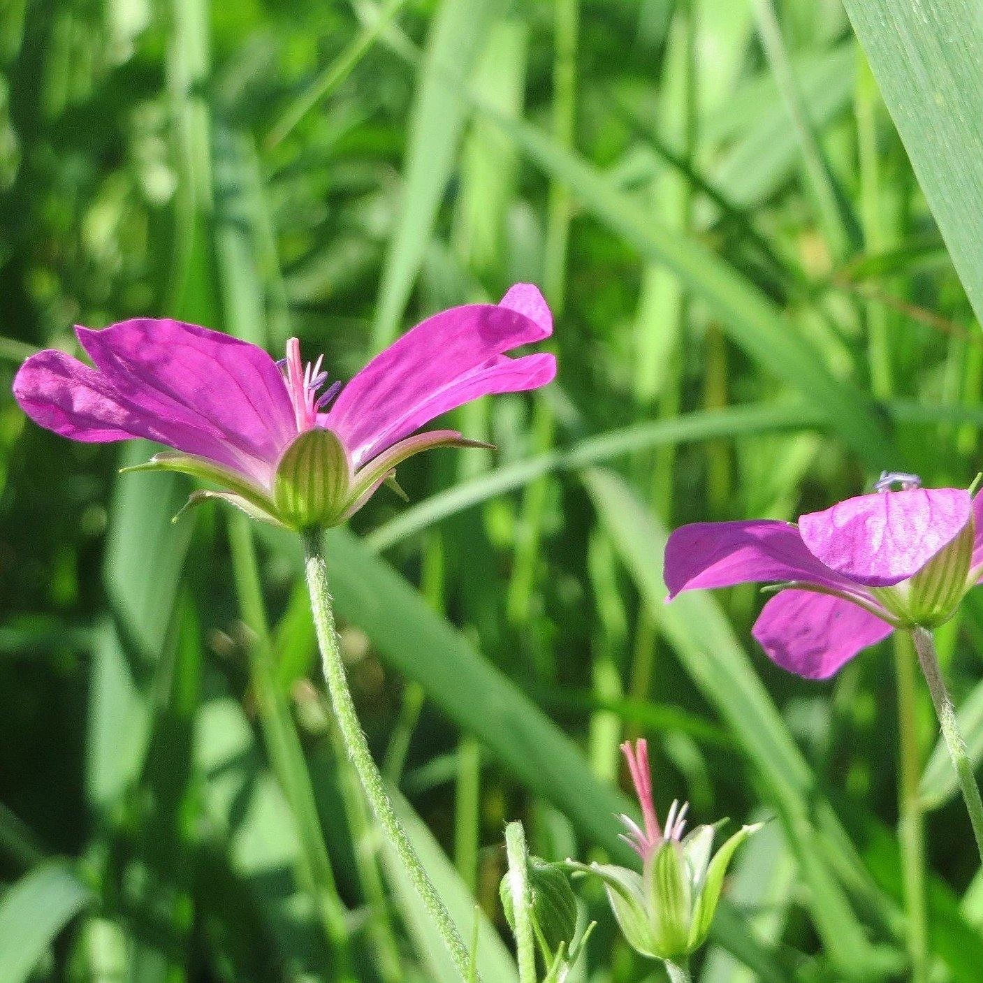 FuturePlanter Sumpf-Storchschnabel (Geranium Palustre) Alle Pflanzen Im Shop 2 FuturePlanter Sumpf-Storchschnabel (Geranium Palustre) Alle Pflanzen Im Shop
