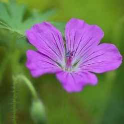 FuturePlanter Sumpf-Storchschnabel (Geranium Palustre) Alle Pflanzen Im Shop 11 FuturePlanter Sumpf-Storchschnabel (Geranium Palustre) Alle Pflanzen Im Shop