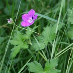 FuturePlanter Sumpf-Storchschnabel (Geranium Palustre) Alle Pflanzen Im Shop 12 FuturePlanter Sumpf-Storchschnabel (Geranium Palustre) Alle Pflanzen Im Shop