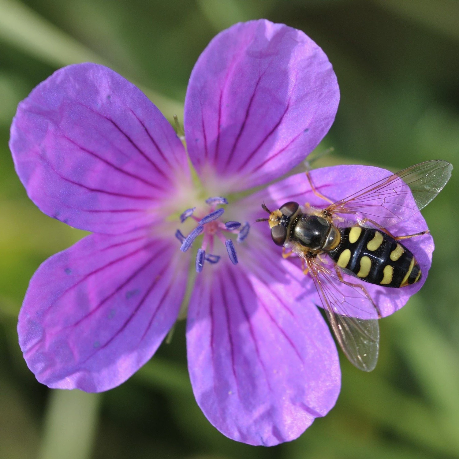 FuturePlanter Sumpf-Storchschnabel (Geranium Palustre) Alle Pflanzen Im Shop 1 FuturePlanter Sumpf-Storchschnabel (Geranium Palustre) Alle Pflanzen Im Shop