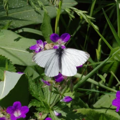 FuturePlanter Sumpf-Storchschnabel (Geranium Palustre) Alle Pflanzen Im Shop 15 FuturePlanter Sumpf-Storchschnabel (Geranium Palustre) Alle Pflanzen Im Shop