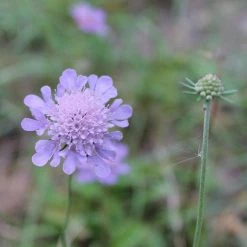 FuturePlanter Tauben-Skabiose (Scabiosa Columbaria) Alle Pflanzen Im Shop