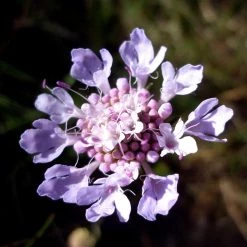 FuturePlanter Tauben-Skabiose (Scabiosa Columbaria) Alle Pflanzen Im Shop