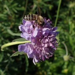 FuturePlanter Tauben-Skabiose (Scabiosa Columbaria) Alle Pflanzen Im Shop