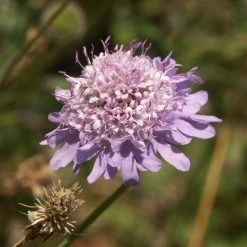 FuturePlanter Tauben-Skabiose (Scabiosa Columbaria) Alle Pflanzen Im Shop