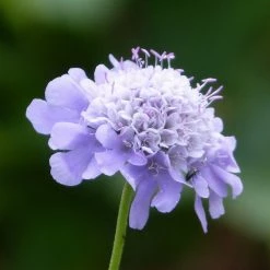FuturePlanter Tauben-Skabiose (Scabiosa Columbaria) Alle Pflanzen Im Shop