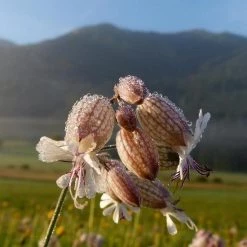 FuturePlanter Taubenkropf-Leimkraut (Silene Vulgaris) 11 FuturePlanter Taubenkropf-Leimkraut (Silene Vulgaris)