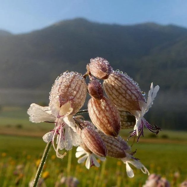 FuturePlanter Taubenkropf-Leimkraut (Silene Vulgaris) 4 FuturePlanter Taubenkropf-Leimkraut (Silene Vulgaris)