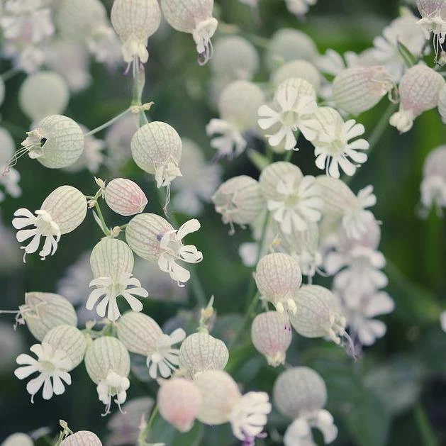 FuturePlanter Taubenkropf-Leimkraut (Silene Vulgaris) 5 FuturePlanter Taubenkropf-Leimkraut (Silene Vulgaris)
