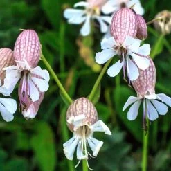 FuturePlanter Taubenkropf-Leimkraut (Silene Vulgaris) 10 FuturePlanter Taubenkropf-Leimkraut (Silene Vulgaris)