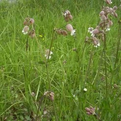 FuturePlanter Taubenkropf-Leimkraut (Silene Vulgaris) 14 FuturePlanter Taubenkropf-Leimkraut (Silene Vulgaris)