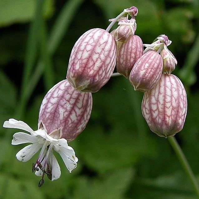 FuturePlanter Taubenkropf-Leimkraut (Silene Vulgaris) 2 FuturePlanter Taubenkropf-Leimkraut (Silene Vulgaris)
