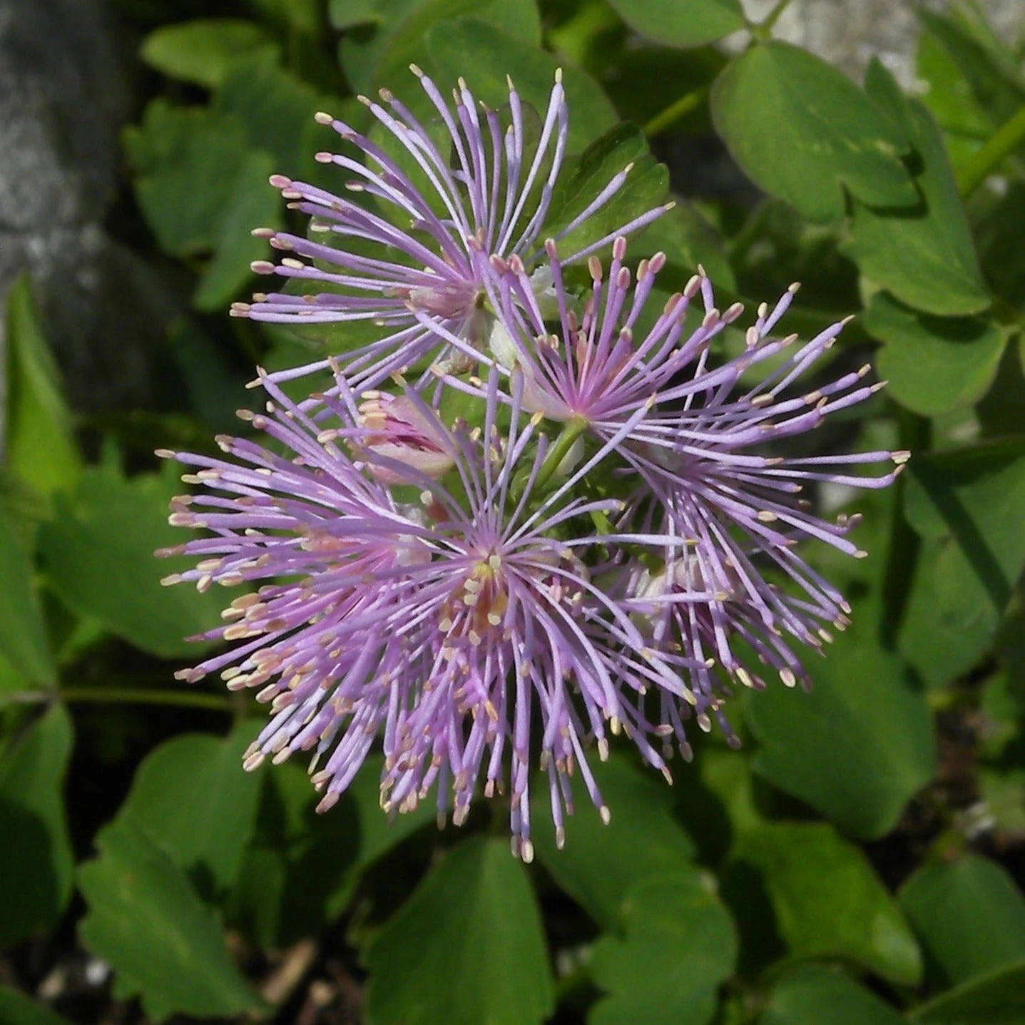 FuturePlanter Akeleiblättrige Wiesenraute (Thalictrum Aquilegifolium) Alle Pflanzen Im Shop 4 FuturePlanter Akeleiblättrige Wiesenraute (Thalictrum Aquilegifolium) Alle Pflanzen Im Shop