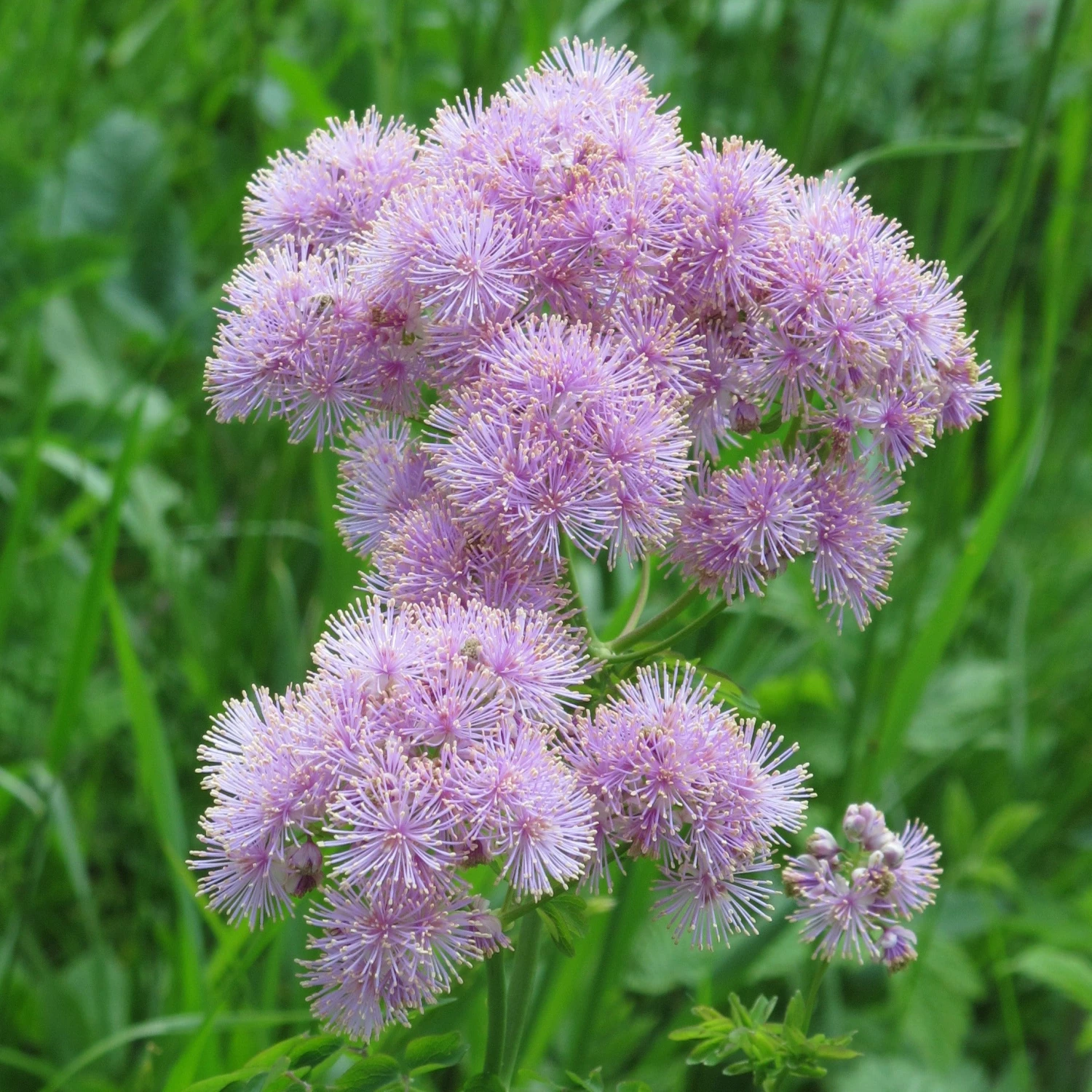 FuturePlanter Akeleiblättrige Wiesenraute (Thalictrum Aquilegifolium) Alle Pflanzen Im Shop 7 FuturePlanter Akeleiblättrige Wiesenraute (Thalictrum Aquilegifolium) Alle Pflanzen Im Shop