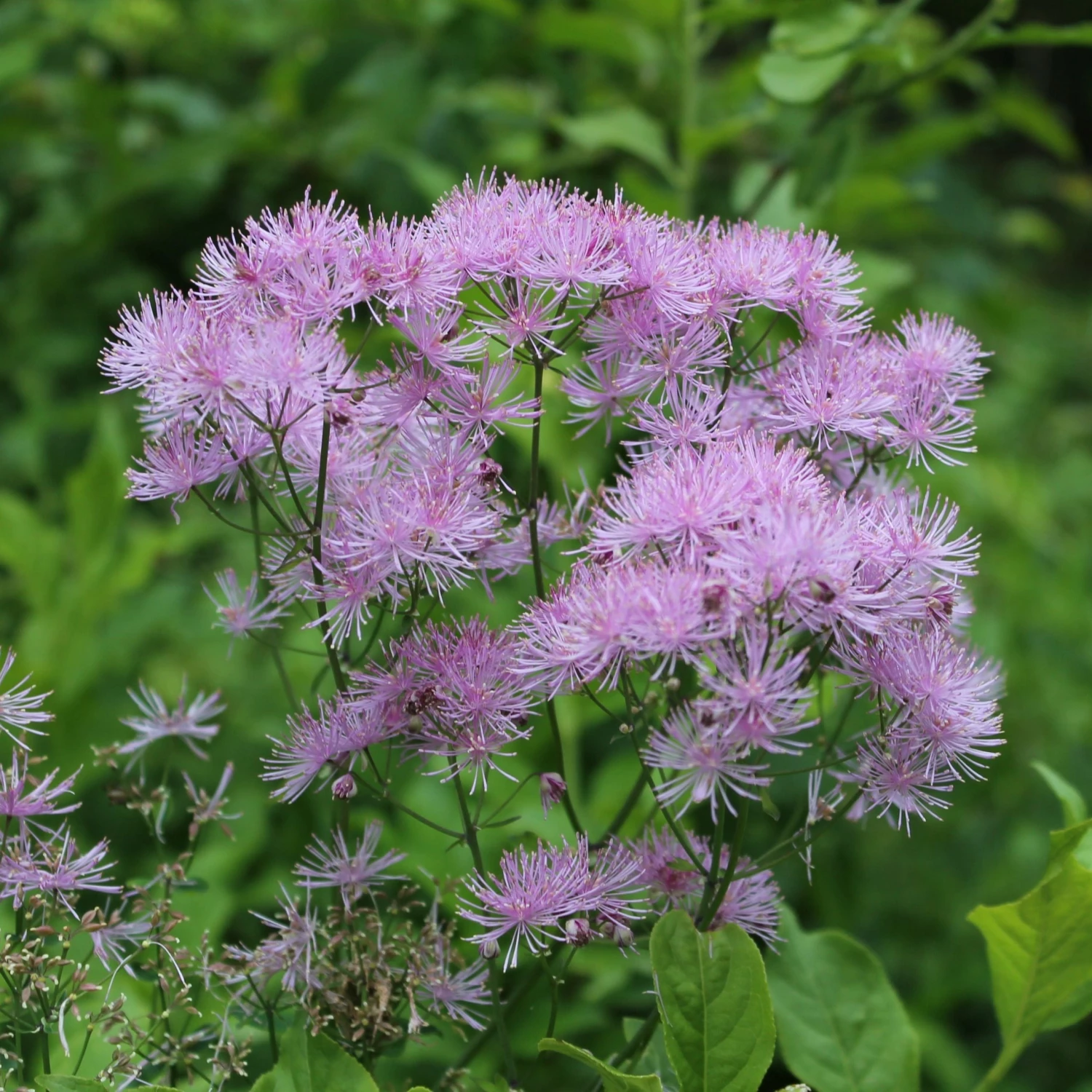 FuturePlanter Akeleiblättrige Wiesenraute (Thalictrum Aquilegifolium) Alle Pflanzen Im Shop 6 FuturePlanter Akeleiblättrige Wiesenraute (Thalictrum Aquilegifolium) Alle Pflanzen Im Shop