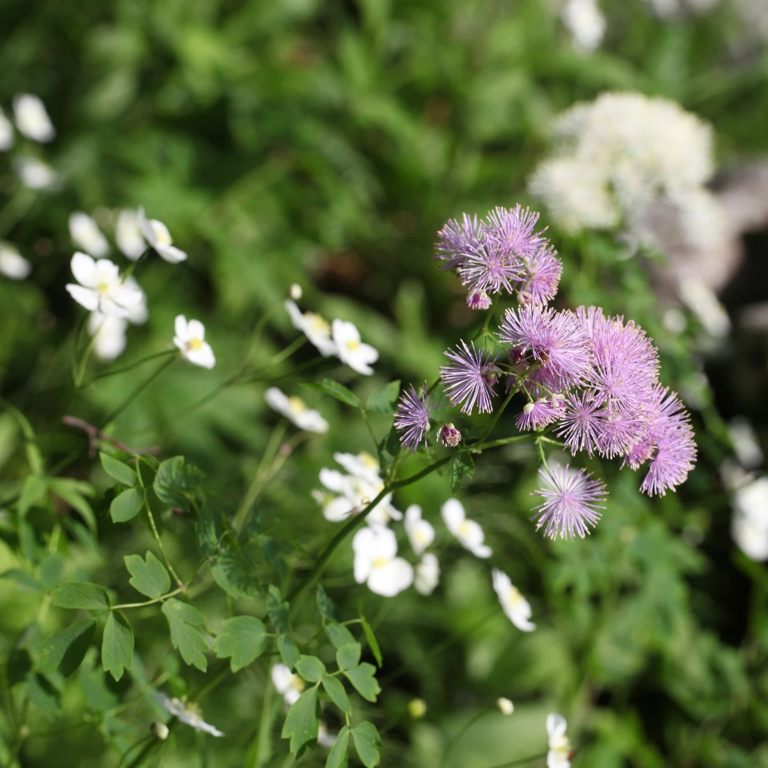 FuturePlanter Akeleiblättrige Wiesenraute (Thalictrum Aquilegifolium) Alle Pflanzen Im Shop 8 FuturePlanter Akeleiblättrige Wiesenraute (Thalictrum Aquilegifolium) Alle Pflanzen Im Shop