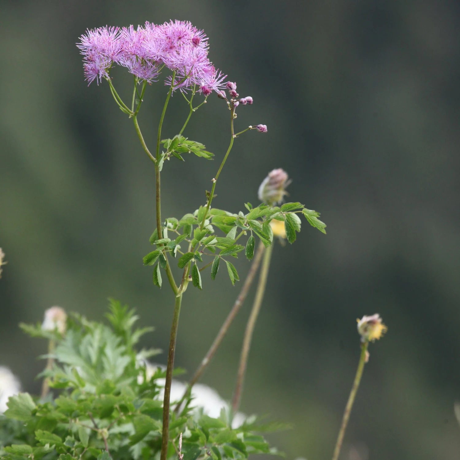 FuturePlanter Akeleiblättrige Wiesenraute (Thalictrum Aquilegifolium) Alle Pflanzen Im Shop 1 FuturePlanter Akeleiblättrige Wiesenraute (Thalictrum Aquilegifolium) Alle Pflanzen Im Shop