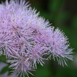 FuturePlanter Akeleiblättrige Wiesenraute (Thalictrum Aquilegifolium) Alle Pflanzen Im Shop