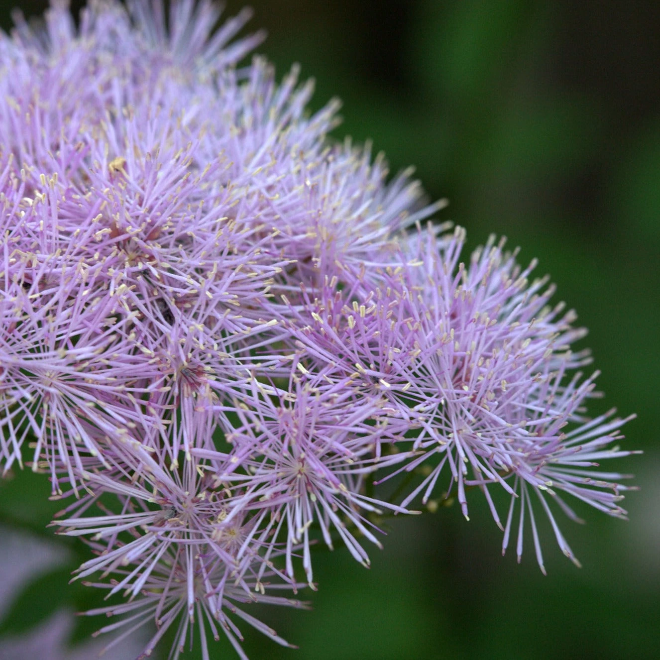 FuturePlanter Akeleiblättrige Wiesenraute (Thalictrum Aquilegifolium) Alle Pflanzen Im Shop 2 FuturePlanter Akeleiblättrige Wiesenraute (Thalictrum Aquilegifolium) Alle Pflanzen Im Shop
