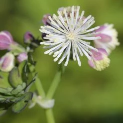 FuturePlanter Akeleiblättrige Wiesenraute (Thalictrum Aquilegifolium) Alle Pflanzen Im Shop 10 FuturePlanter Akeleiblättrige Wiesenraute (Thalictrum Aquilegifolium) Alle Pflanzen Im Shop