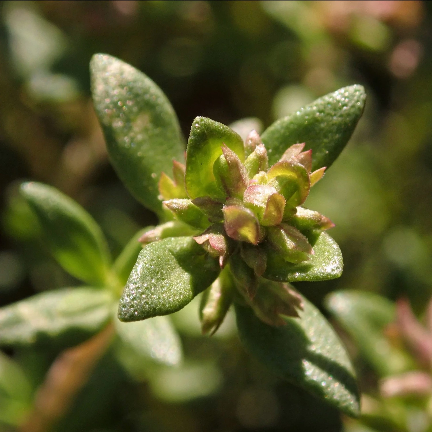 FuturePlanter Alle Pflanzen Im Shop Echter Thymian (Thymus Vulgaris) 4 FuturePlanter Alle Pflanzen Im Shop Echter Thymian (Thymus Vulgaris)