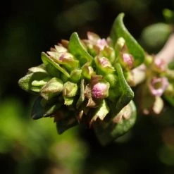 FuturePlanter Alle Pflanzen Im Shop Echter Thymian (Thymus Vulgaris) 10 FuturePlanter Alle Pflanzen Im Shop Echter Thymian (Thymus Vulgaris)