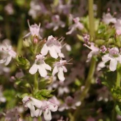 FuturePlanter Alle Pflanzen Im Shop Echter Thymian (Thymus Vulgaris)