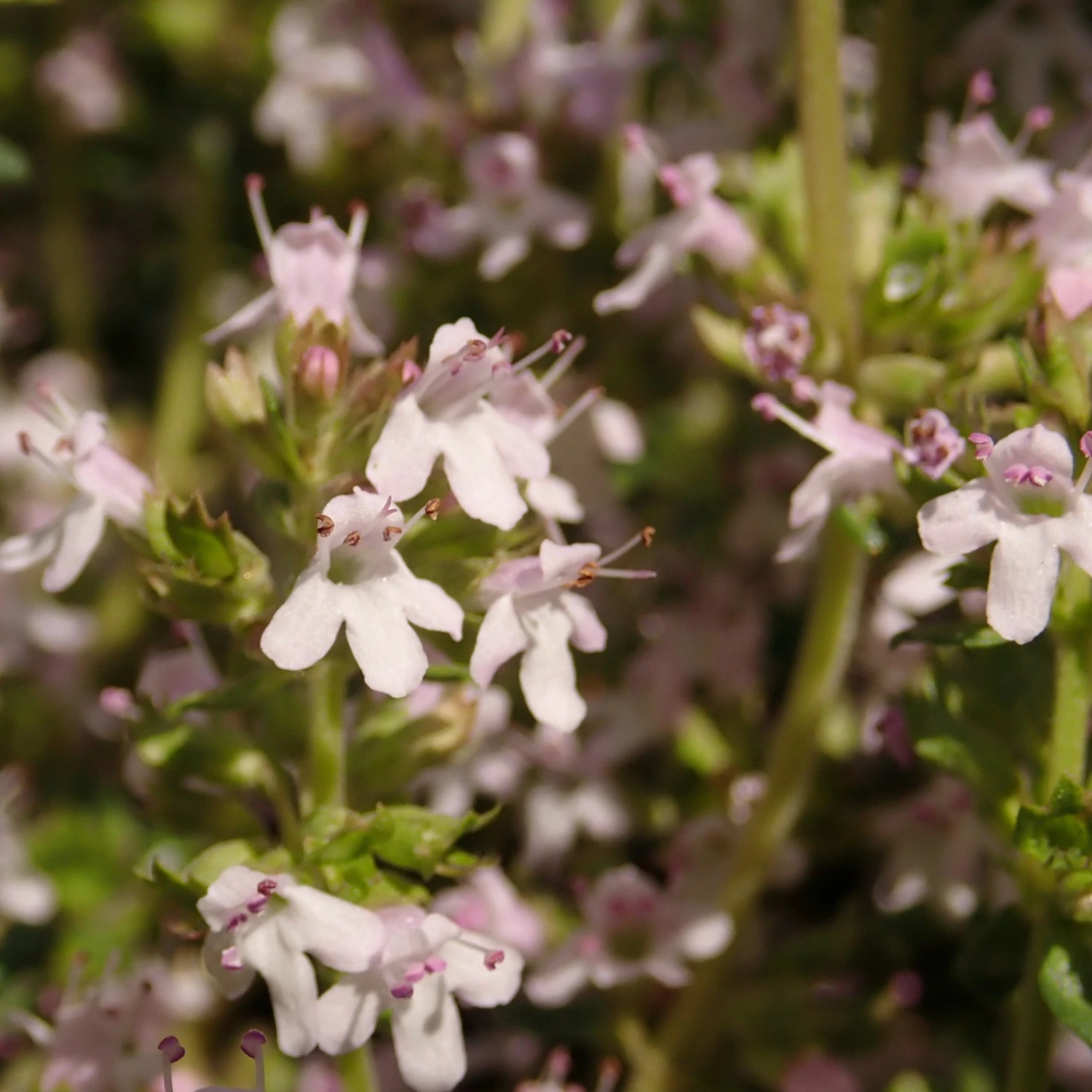 FuturePlanter Alle Pflanzen Im Shop Echter Thymian (Thymus Vulgaris) 2 FuturePlanter Alle Pflanzen Im Shop Echter Thymian (Thymus Vulgaris)
