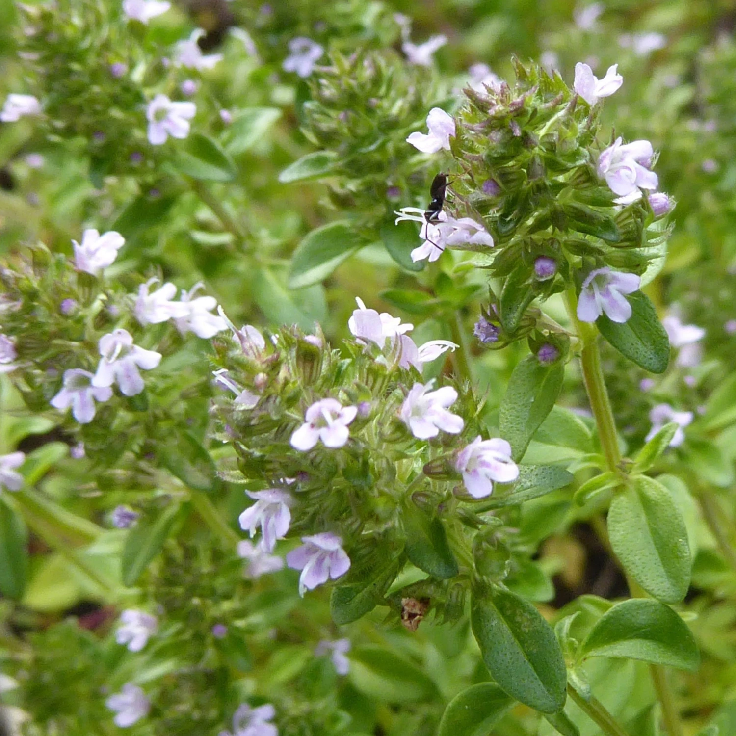 FuturePlanter Alle Pflanzen Im Shop Echter Thymian (Thymus Vulgaris) 8 FuturePlanter Alle Pflanzen Im Shop Echter Thymian (Thymus Vulgaris)