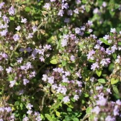 FuturePlanter Alle Pflanzen Im Shop Echter Thymian (Thymus Vulgaris) 13 FuturePlanter Alle Pflanzen Im Shop Echter Thymian (Thymus Vulgaris)