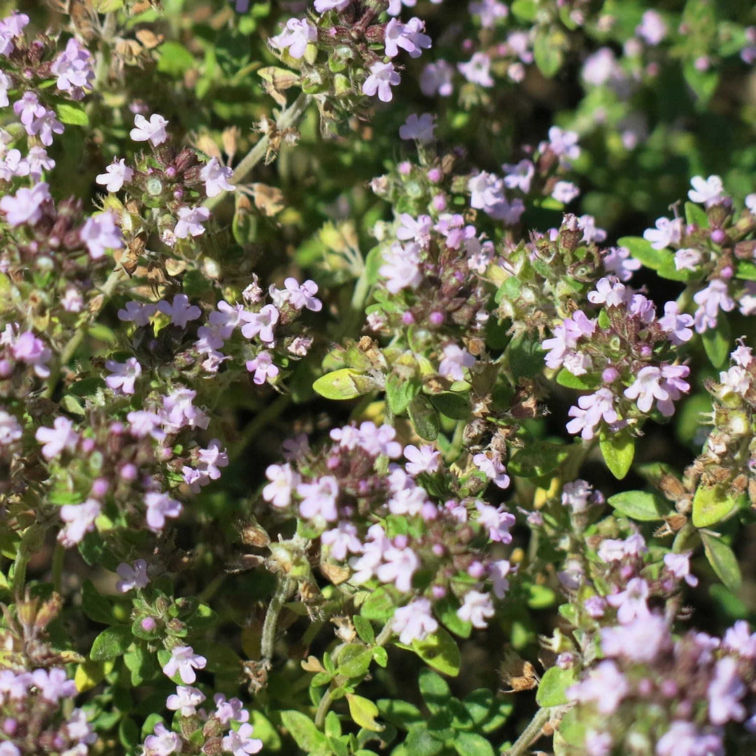 FuturePlanter Alle Pflanzen Im Shop Echter Thymian (Thymus Vulgaris) 6 FuturePlanter Alle Pflanzen Im Shop Echter Thymian (Thymus Vulgaris)