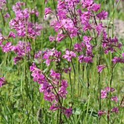 FuturePlanter Gemeine Pechnelke (Silene Viscaria)