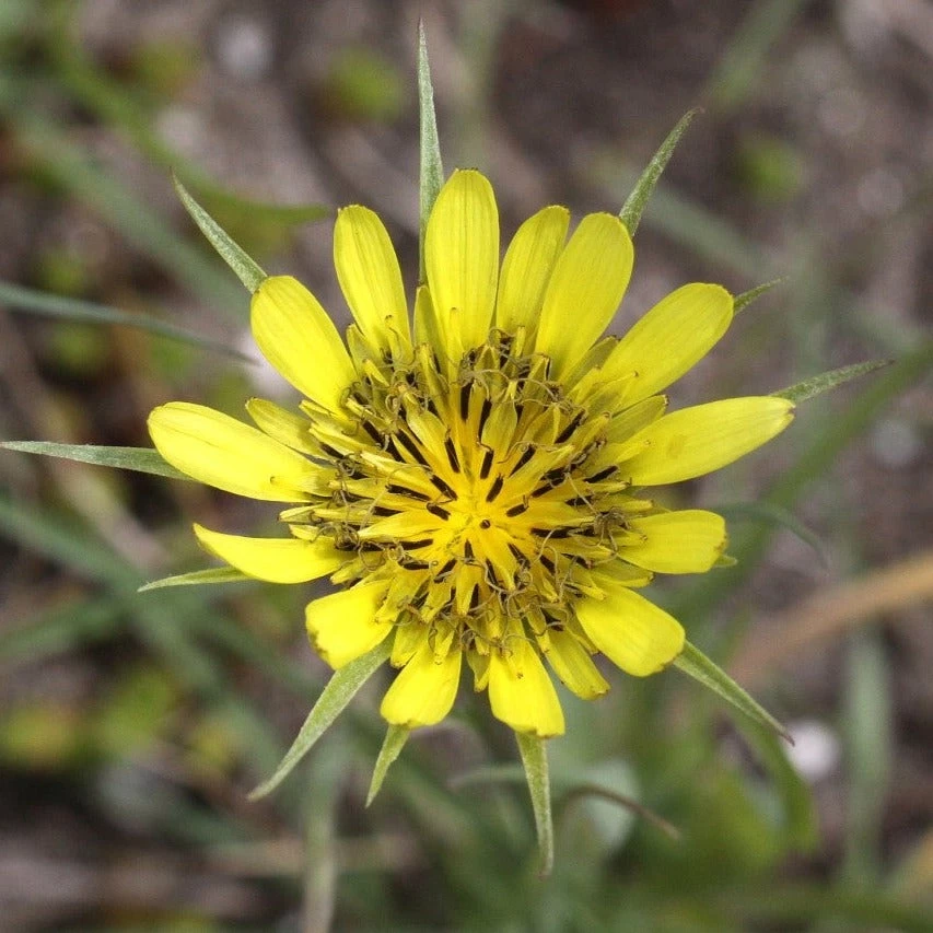 FuturePlanter Grosser Bocksbart (Tragopogon Dubius) Alle Pflanzen Im Shop 1 FuturePlanter Grosser Bocksbart (Tragopogon Dubius) Alle Pflanzen Im Shop