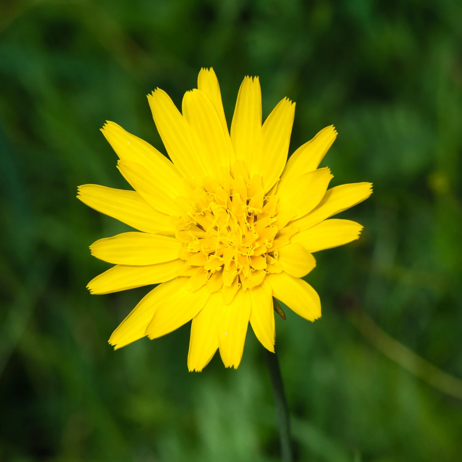 FuturePlanter Wiesen-Bocksbart (Tragopogon Pratensis) Alle Pflanzen Im Shop 2 FuturePlanter Wiesen-Bocksbart (Tragopogon Pratensis) Alle Pflanzen Im Shop