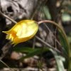 FuturePlanter Weinberg-Tulpe (Tulipa Sylvestris)