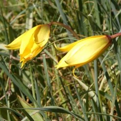 FuturePlanter Weinberg-Tulpe (Tulipa Sylvestris)
