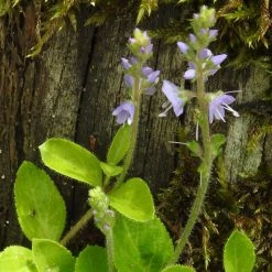 FuturePlanter Alle Pflanzen Im Shop Echter Ehrenpreis (Veronica Officinalis) 14 FuturePlanter Alle Pflanzen Im Shop Echter Ehrenpreis (Veronica Officinalis)