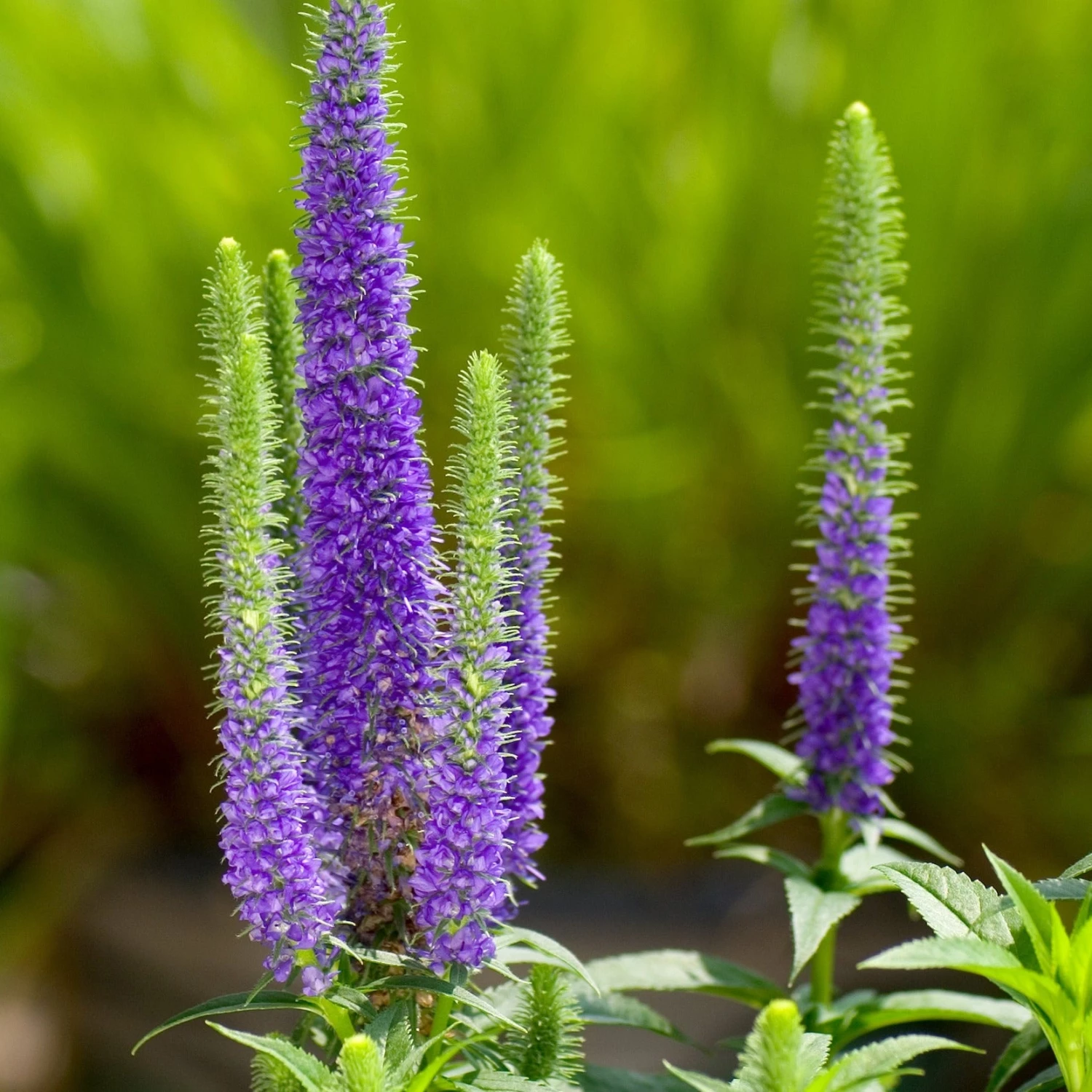 FuturePlanter Ähriger Ehrenpreis (Pseudolysimachion Spicatum) 2 FuturePlanter Ähriger Ehrenpreis (Pseudolysimachion Spicatum)