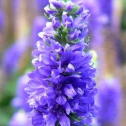 FuturePlanter Ähriger Ehrenpreis (Pseudolysimachion Spicatum) 11 FuturePlanter Ähriger Ehrenpreis (Pseudolysimachion Spicatum)